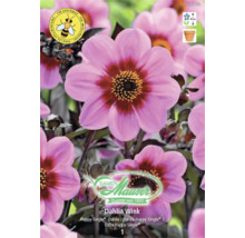 Samen Mauser Logo, Dahlia Wink rose, dahlia Happy-Single favorable aux abeilles, hauteur de croissance 60 centimètres.