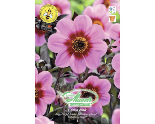 Samen Mauser Logo, Dahlia Wink rose, dahlia Happy-Single favorable aux abeilles, hauteur de croissance 60 centimètres.