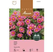 Samen Mauser Logo. Dahliensamen Topmix Pink mit rosafarbenen Blüten, Wuchshöhe circa 50 Zentimeter, 100 Prozent Mauser Qualität.