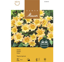 Samentüte für Dahlie Topmix Apricot von Samen Mauser mit gelben Blüten.