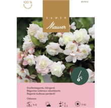 Samen Mauser Logo, weiße gefüllte Knollenbegonie hängend Odorosa. Mauser Qualität, duftend, halbschattig, Höhe 30 bis 40 Zentimeter.