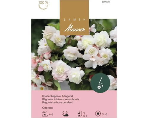 Samen Mauser Logo, weiße gefüllte Knollenbegonie hängend Odorosa. Mauser Qualität, duftend, halbschattig, Höhe 30 bis 40 Zentimeter.