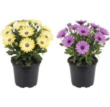 Deux ostéospermums avec des fleurs jaunes et violettes dans des pots en plastique noir.