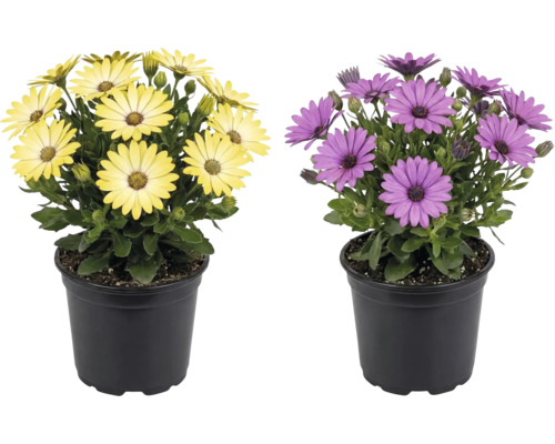 Deux ostéospermums avec des fleurs jaunes et violettes dans des pots en plastique noir.