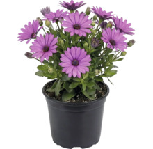 Ostéospermum en fleurs dans un pot en plastique noir avec des fleurs violettes et des feuilles vertes.