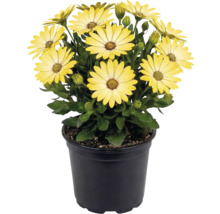 Ostéospermum jaune dans un pot en plastique noir avec des feuilles vertes et des bourgeons.