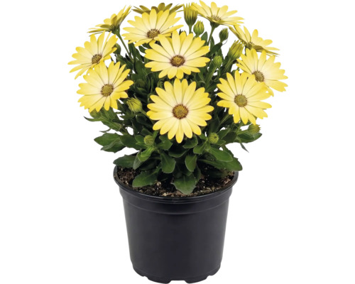 Ostéospermum jaune dans un pot en plastique noir avec des feuilles vertes et des bourgeons.