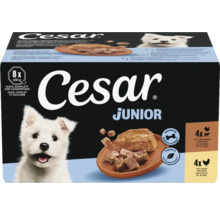 Hundefutter Cesar Junior Multipack 8 mal 150 Gramm mit Truthahn und Kalb sowie Huhn und Reis für Welpen.