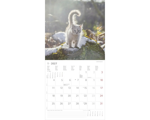 Wandkalender für Januar 2027 mit einem flauschigen Kätzchen auf einem Baumstamm im Schnee und einem Kalendarium mit Notizfeld.