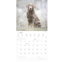 Kalenderblatt Januar 2027 mit einer Fotografie eines silbernen Labrador Retrievers in einem Feld.