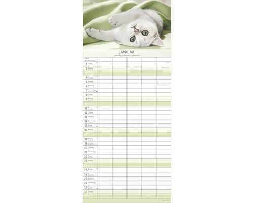 Familien-Wandkalender mit weißem Kätzchen und Spalten für Termine, Monatsblatt Januar.