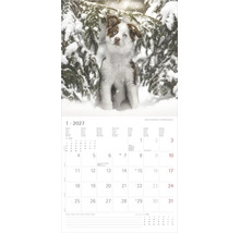 Wandkalender Januar 2027 mit Motiv eines Miniature Australian Shepherd Welpen im verschneiten Winterwald unter einem Ast.