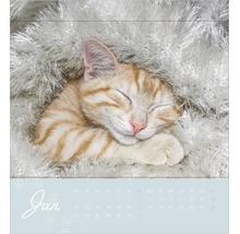 Kalenderblatt Januar mit einer schlafenden, rot-getigerten Katze in flauschigem Material.