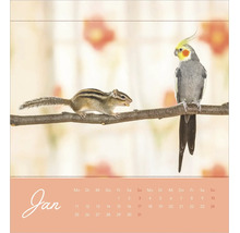 Kalenderblatt Januar mit einem Streifenhörnchen und einem Nymphensittich auf einem Ast.