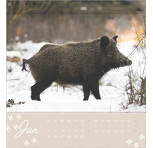 Wandkalender Blatt Januar mit Motiv eines Wildschweins in einer verschneiten Waldlandschaft.