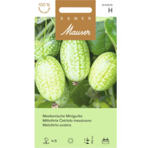 Samen Mauser Mexikanische Minigurke Melothria scabra Saatgutpackung mit Abbildung kleiner gemusterter Früchte