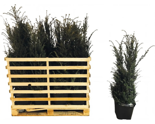 Immergrüne Heckenpflanzen Taxus baccata in einer Holzkiste auf einer Palette sowie eine einzelne Pflanze im Topf.