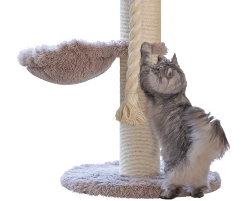 Graue Langhaarkatze kratzt an einem Kratzbaum aus Sisal mit Liegemulde aus Plüsch und dickem Spielseil.