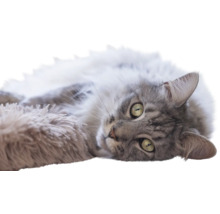 Flauschige grau-weiße Katze liegt entspannt auf einer weichen Unterlage.