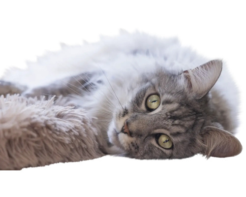 Flauschige grau-weiße Katze liegt entspannt auf einer weichen Unterlage.