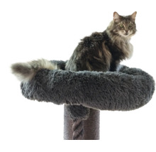 Katze sitzt in einem weichen, grauen runden Bett auf einem Kratzbaum