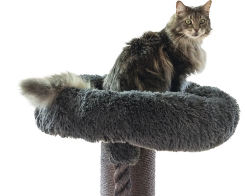 Katze sitzt in einem weichen, grauen runden Bett auf einem Kratzbaum