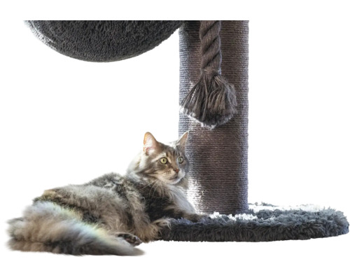 Flauschige Katze liegt auf der Bodenplatte eines Kratzbaums mit Sisalstamm und dickem Spieltau.