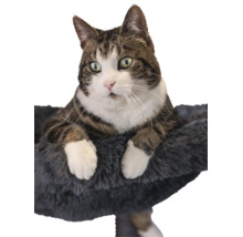Braune-weiße getigerte Katze sitzt in einem dunkelgrauen Plüsch-Katzenbett.