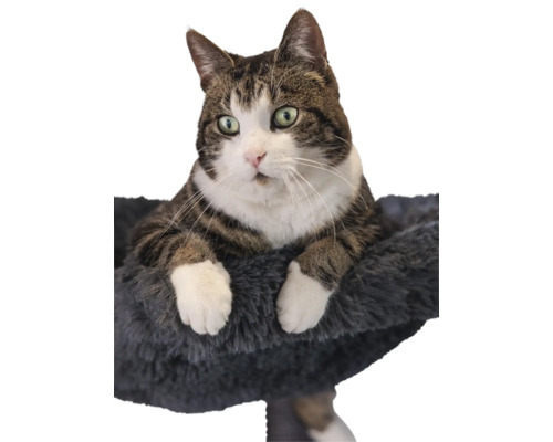 Braune-weiße getigerte Katze sitzt in einem dunkelgrauen Plüsch-Katzenbett.