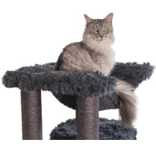 Langhaarkatze auf einem Kratzbaum mit dunklem Plüschbezug und mit Sisal umwickelten Stämmen.