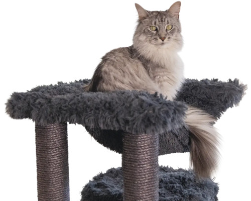 Langhaarkatze auf einem Kratzbaum mit dunklem Plüschbezug und mit Sisal umwickelten Stämmen.