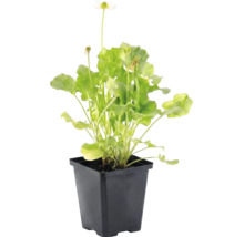 Populage des marais blanc Caltha palustris Alba avec feuilles vertes dans un pot en plastique noir.