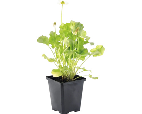 Populage des marais blanc Caltha palustris Alba avec feuilles vertes dans un pot en plastique noir.