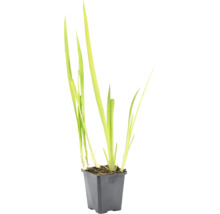 Plante aquatique vert clair aux feuilles longues et étroites dans un pot carré en plastique noir