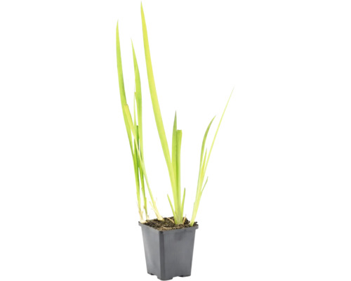 Plante aquatique vert clair aux feuilles longues et étroites dans un pot carré en plastique noir