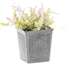 Plante aquatique Mentha pulegium dans un panier de plantation gris pour bassin