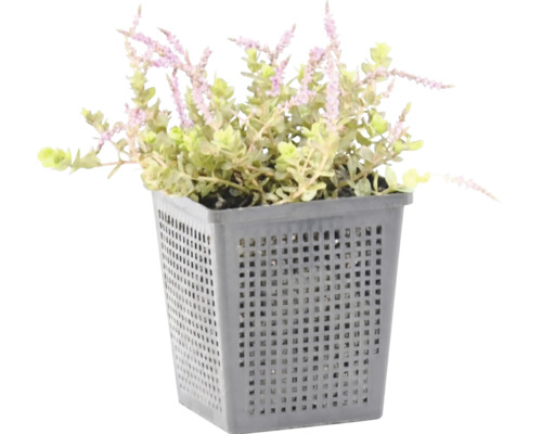 Plante aquatique Mentha pulegium dans un panier de plantation gris pour bassin