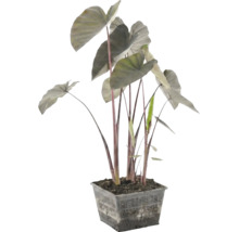 Plante de bassin Alocasia avec des tiges sombres et de grandes feuilles dans un panier grillagé noir et carré.