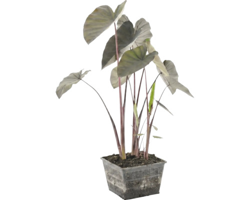 Plante de bassin Alocasia avec des tiges sombres et de grandes feuilles dans un panier grillagé noir et carré.