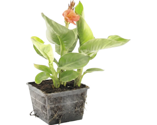 Plante aquatique Canna avec feuilles vertes et fleur orange dans un panier de culture noir.