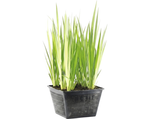 Plante aquatique aux longues feuilles vertes dans un panier de plantation noir perforé.