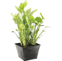 Plante aquatique dans un panier de bassin noir avec des feuilles vertes