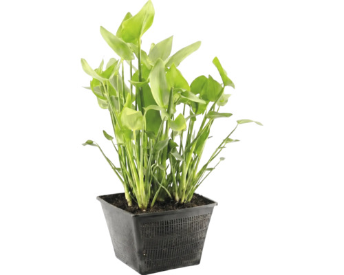 Plante aquatique dans un panier de bassin noir avec des feuilles vertes