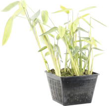 Plante aquatique avec de longues feuilles vertes dans un panier de plantation carré noir.