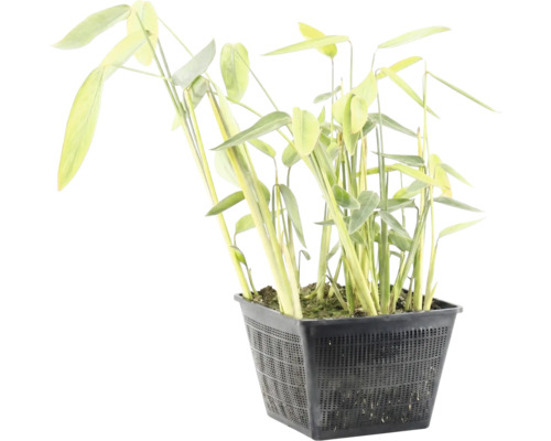Plante aquatique avec de longues feuilles vertes dans un panier de plantation carré noir.