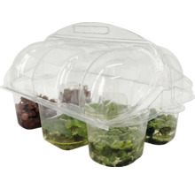 Lot de 4 plantes pour aquarium dans un emballage en plastique transparent.