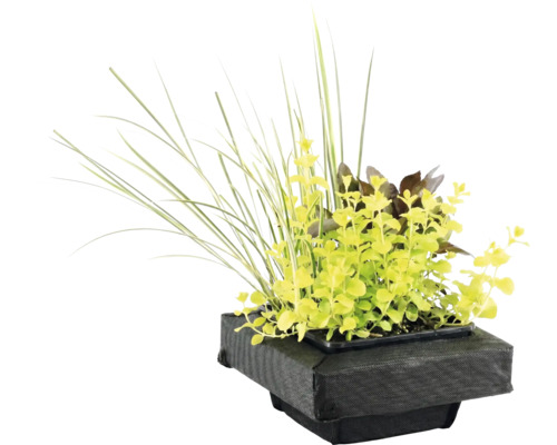 Îlot végétal flottant pour bassin avec diverses plantes aquatiques et graminées dans un panier en tissu noir.