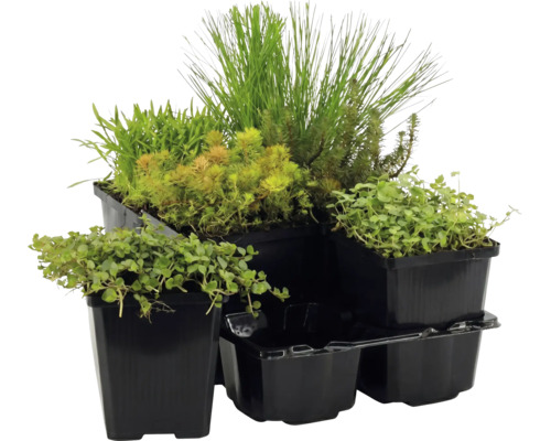 Set aus verschiedenen grünen Wasserpflanzen in schwarzen Kunststofftöpfen.