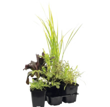 Assortiment de diverses plantes, graminées et plantes à fleurs dans des pots de culture noirs.