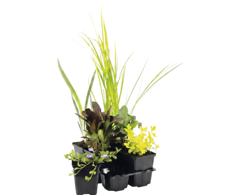 Lot de plantes de bassin avec diverses plantes aquatiques dans des pots en plastique noir.